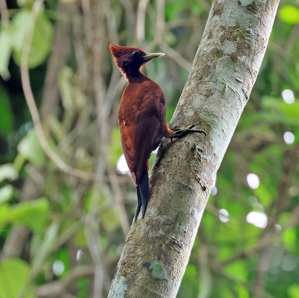 Chestnut Woodpecker - ML645227894