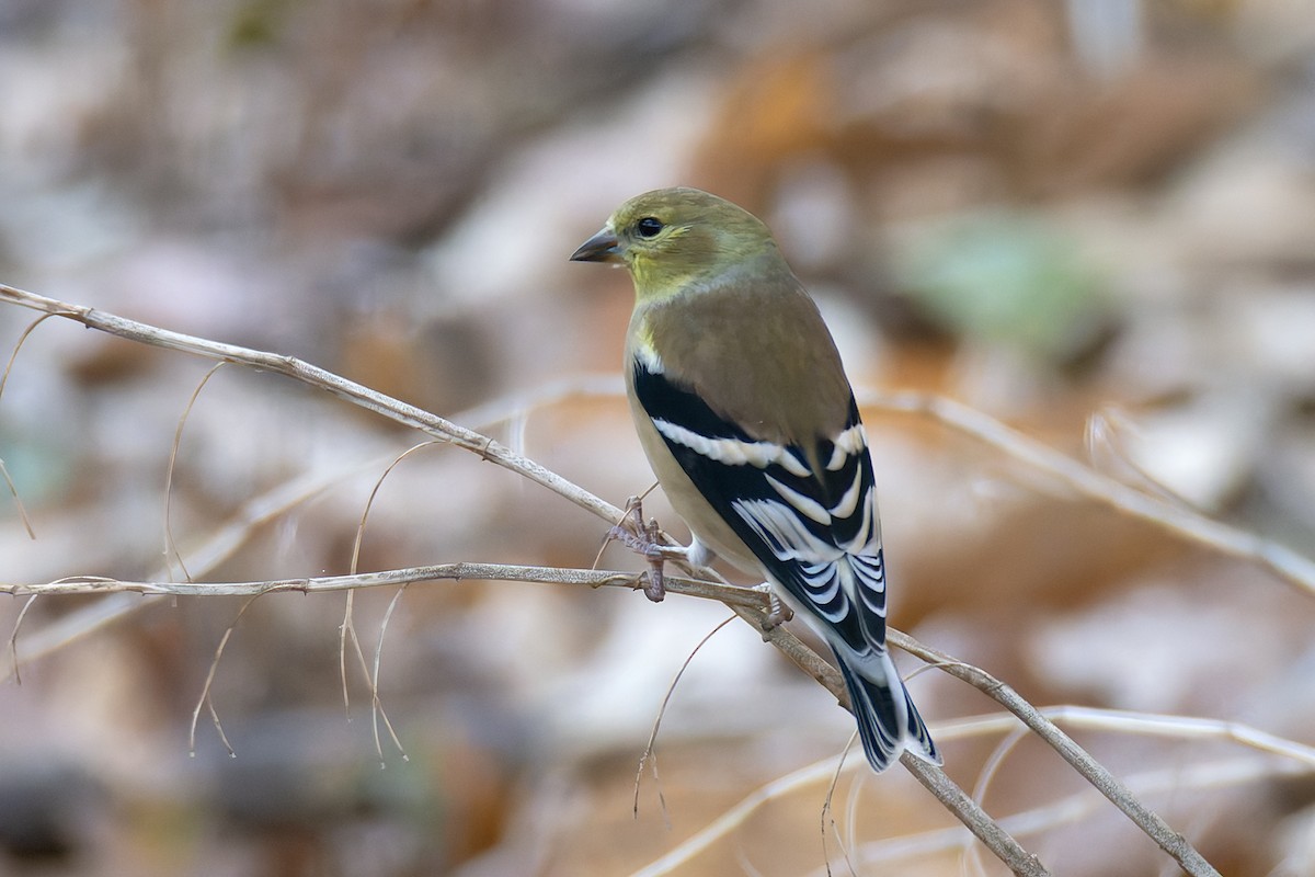 American Goldfinch - ML645227897