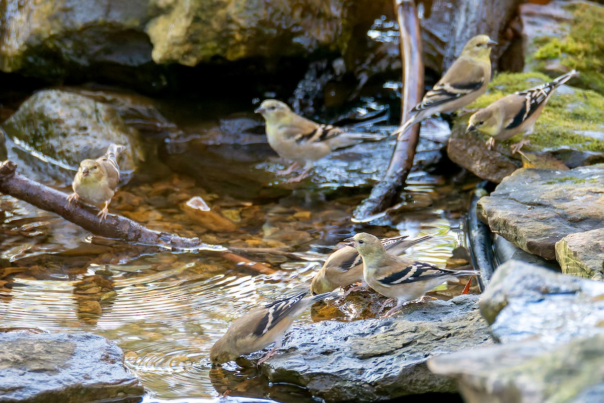 American Goldfinch - ML645227898