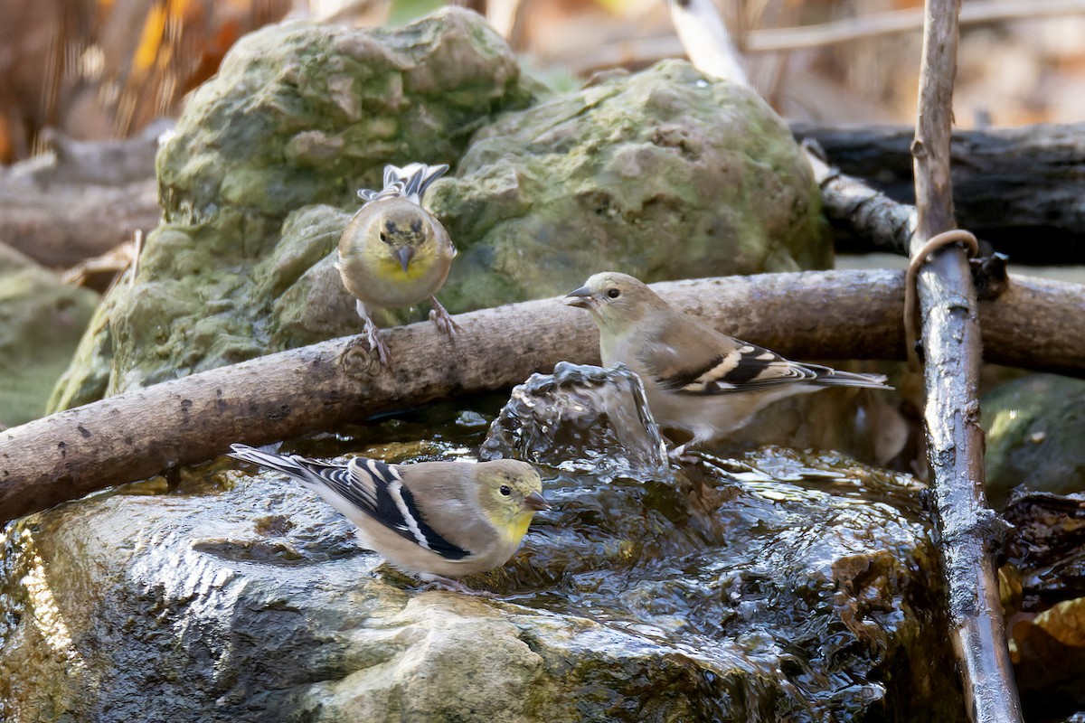 American Goldfinch - ML645227899