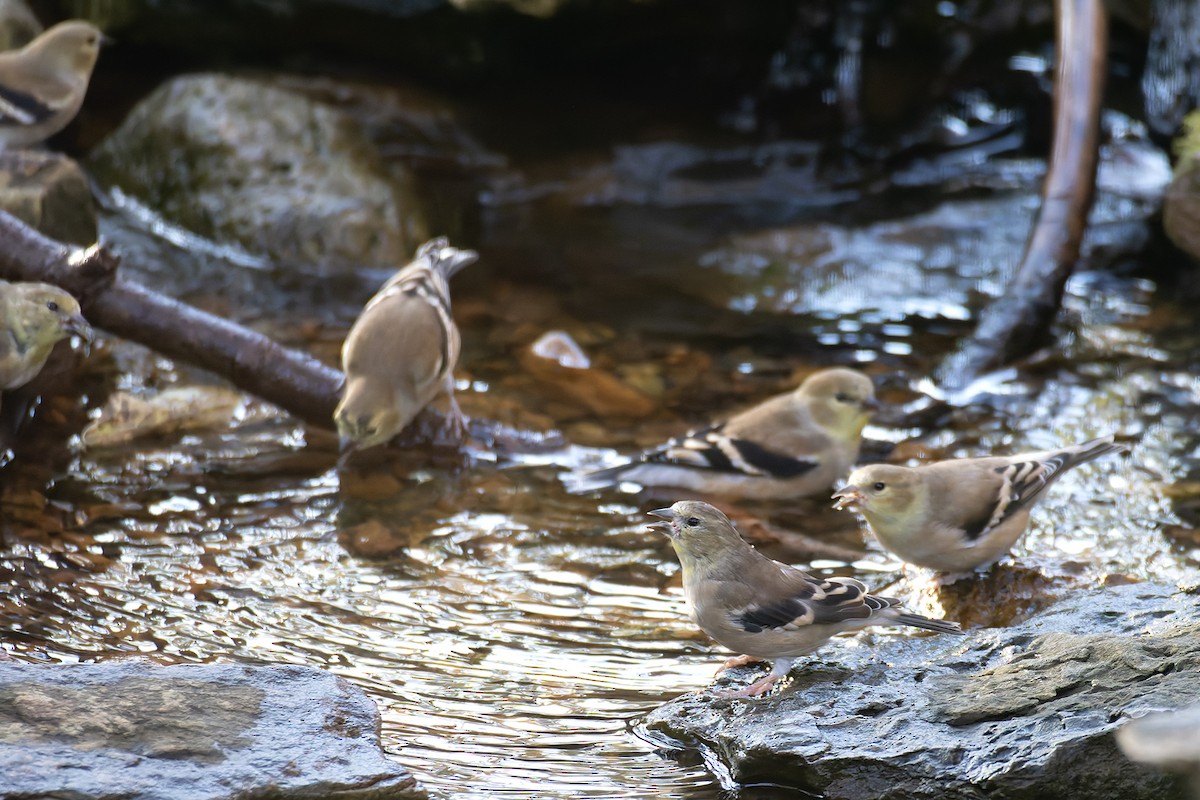 American Goldfinch - ML645227900