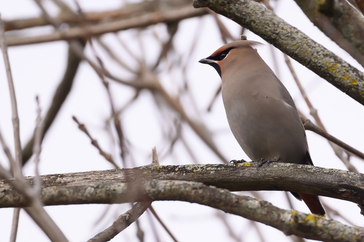 Bohemian Waxwing - ML645227908