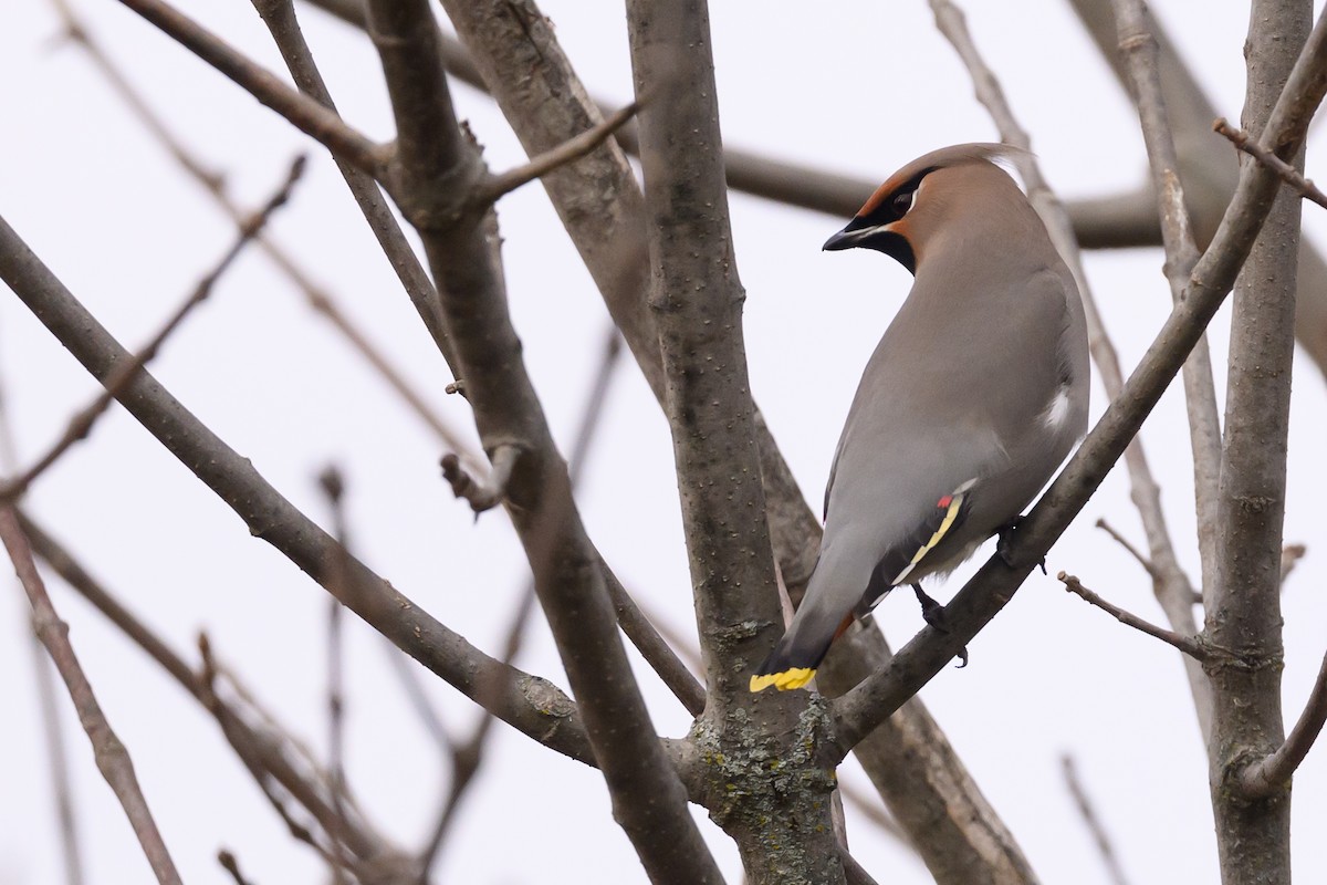 Bohemian Waxwing - ML645227910