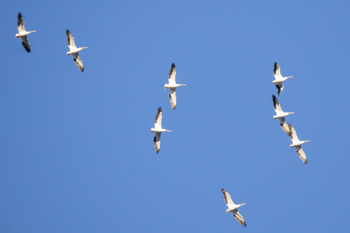 Amerika Pelikanı - ML645227920