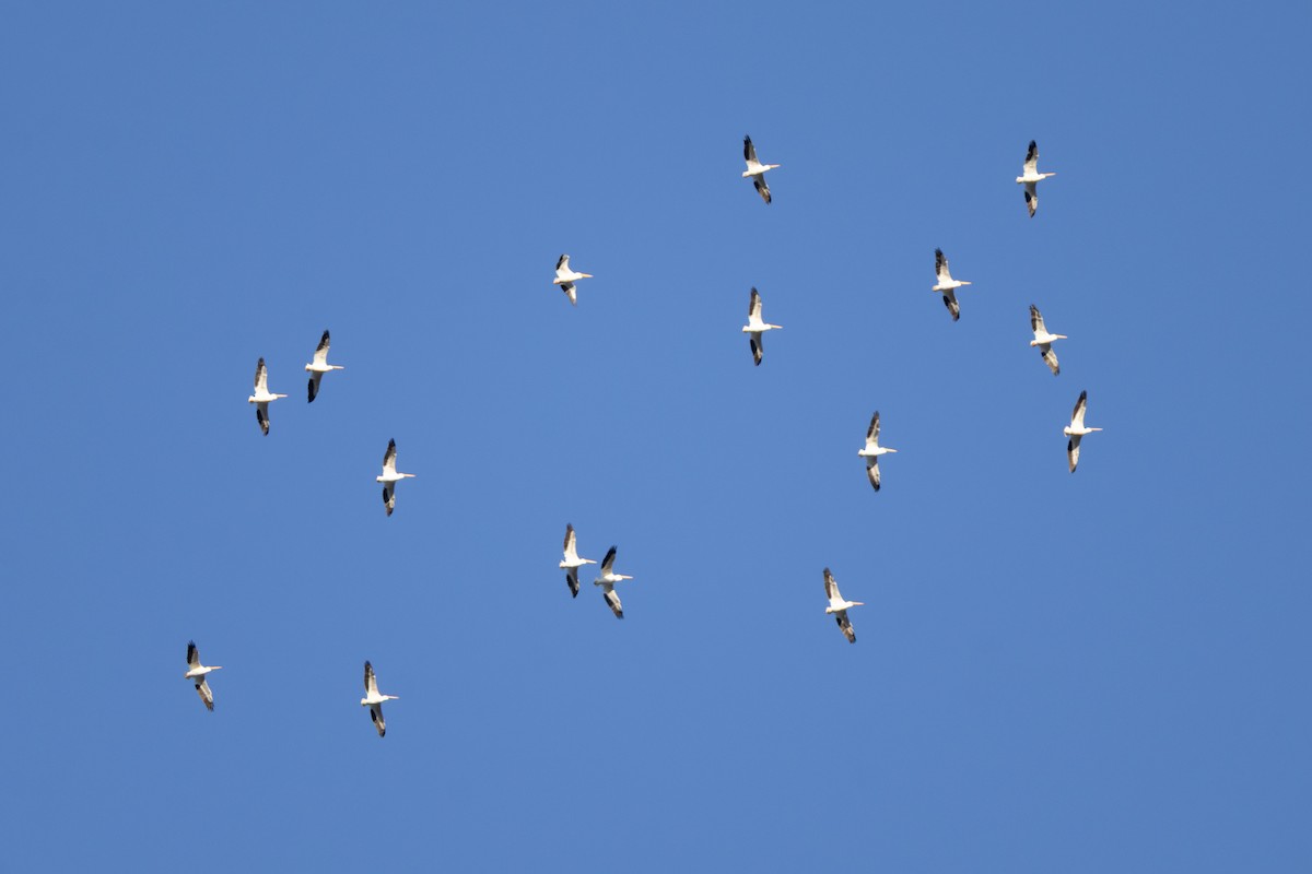 Amerika Pelikanı - ML645227923