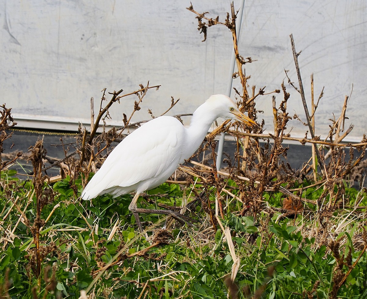 Western Cattle-Egret - ML645227932