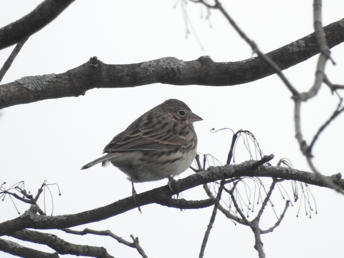 Vesper Sparrow - ML645227938