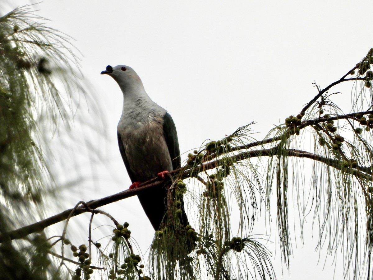 Пінон смарагдовий - ML645227950
