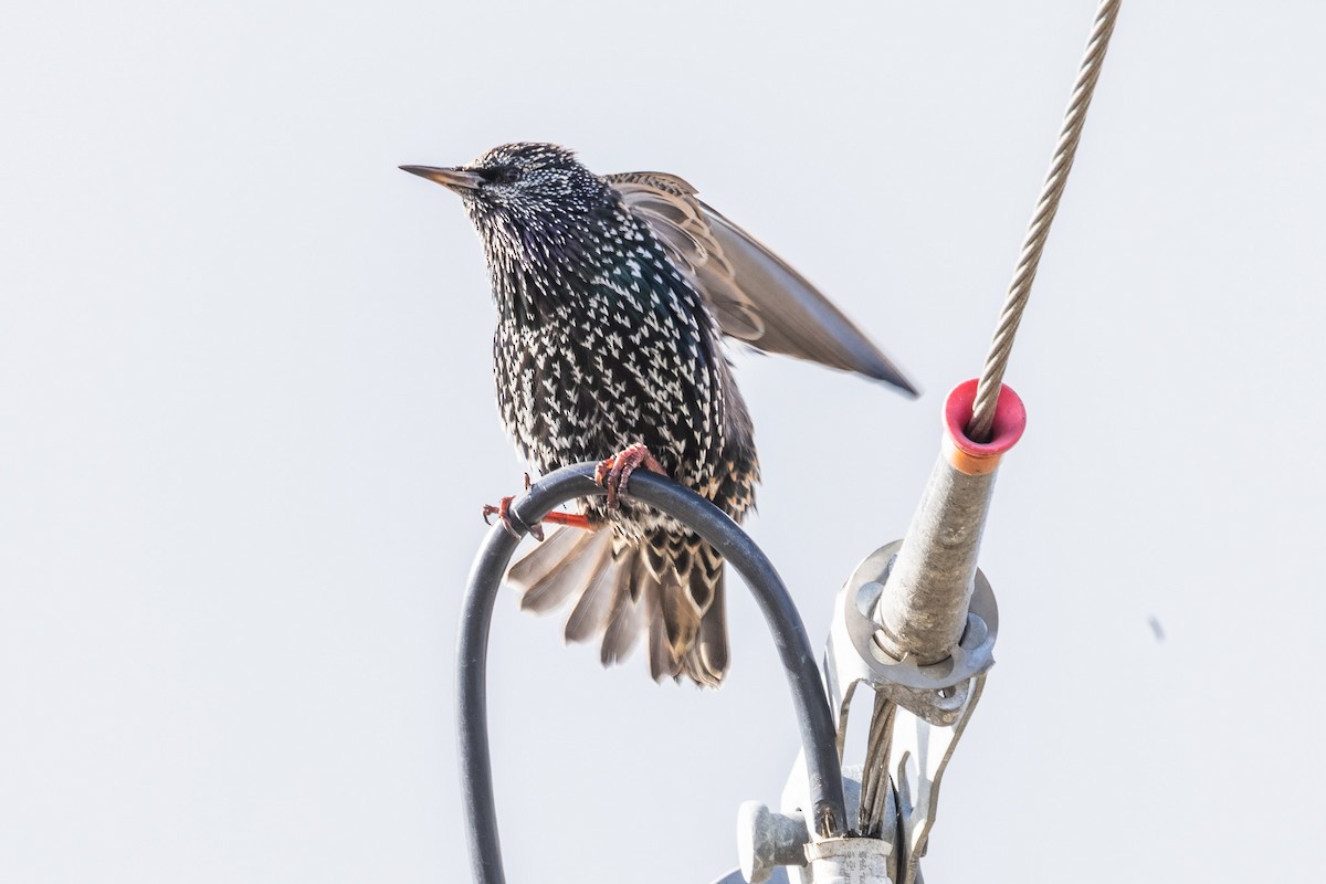 špaček obecný - ML645227962