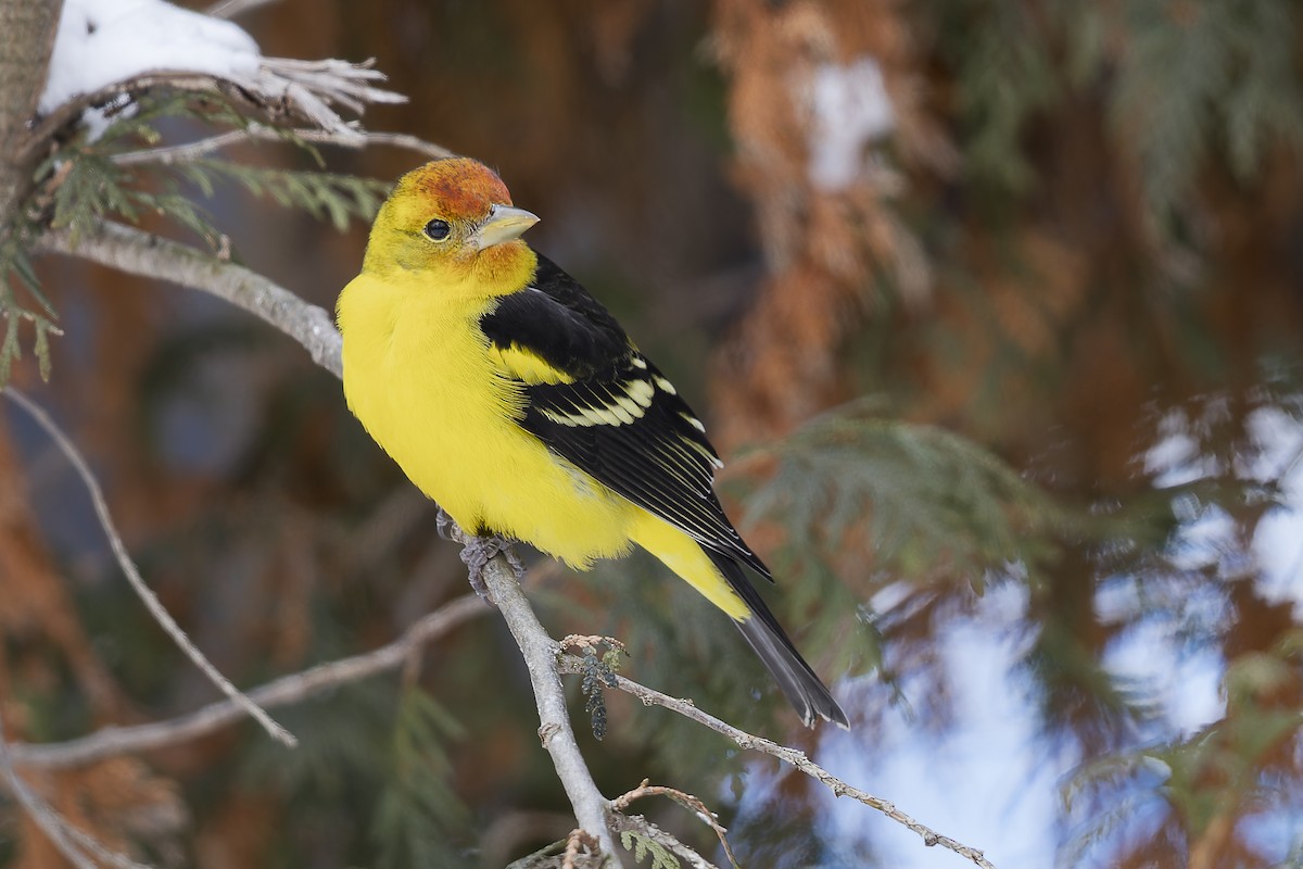 Western Tanager - ML645227963