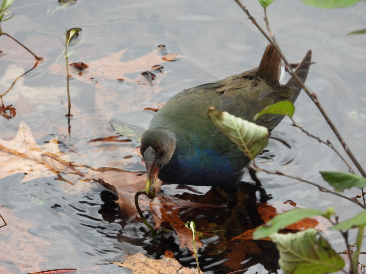 Малая султанка - ML645227969