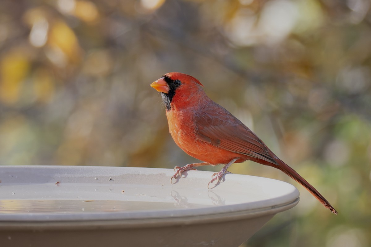 Northern Cardinal - ML645227970