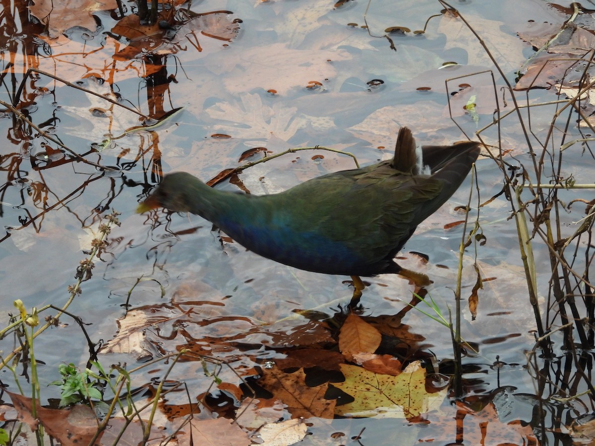 Малая султанка - ML645227974