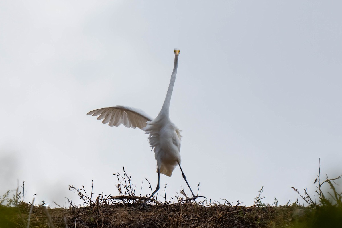 Koartza zuria - ML645227975