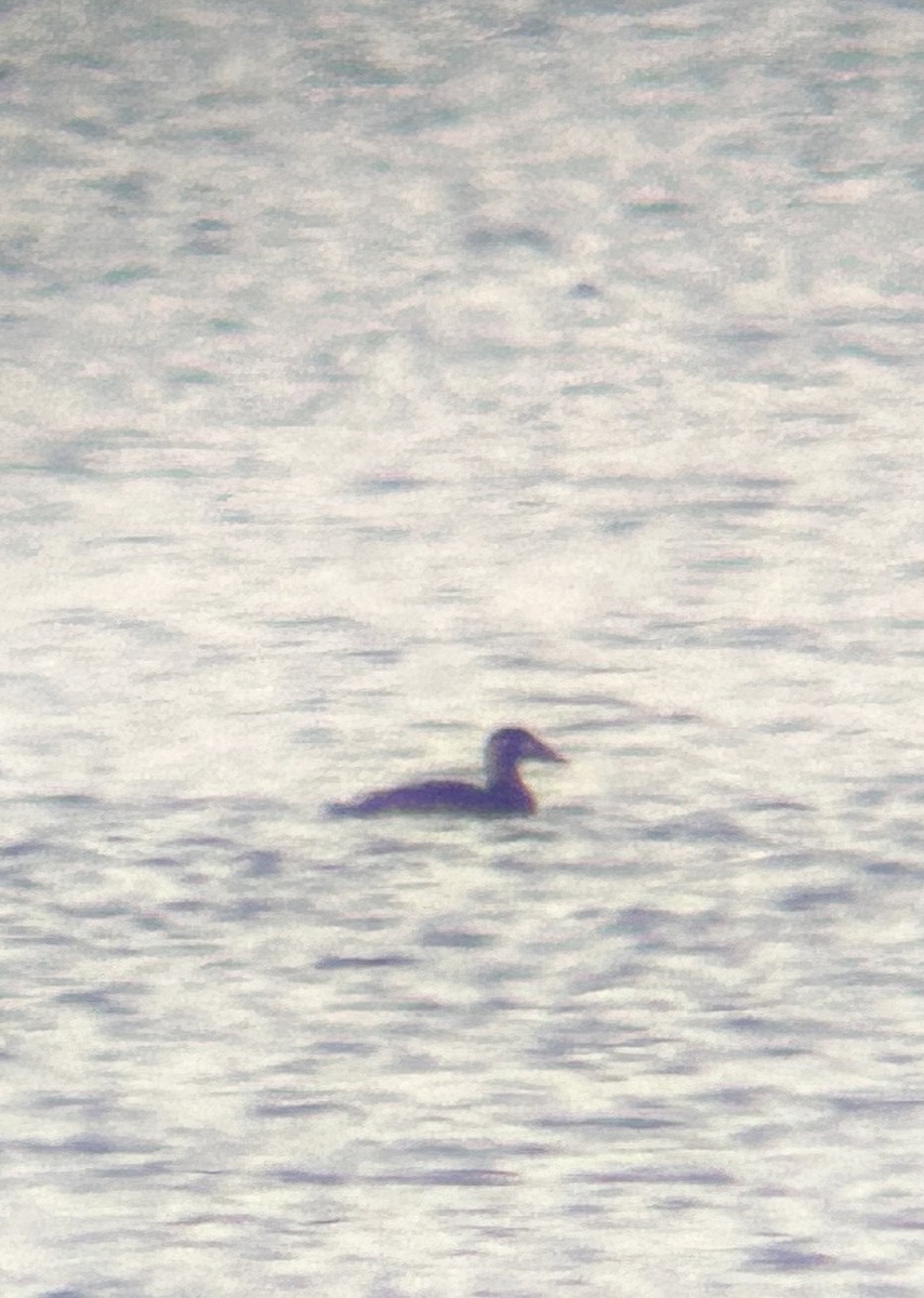 Surf Scoter - ML645227977