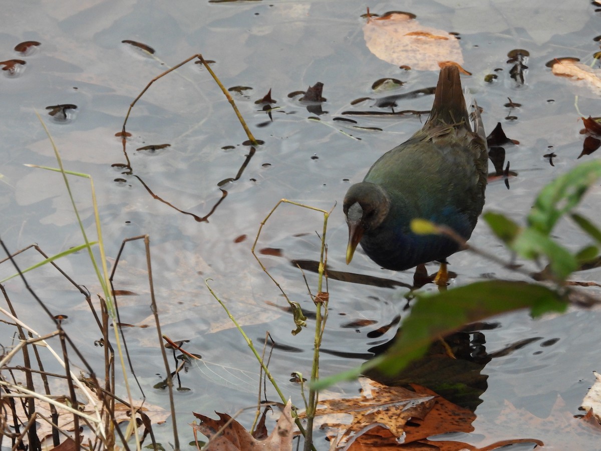 Малая султанка - ML645227979