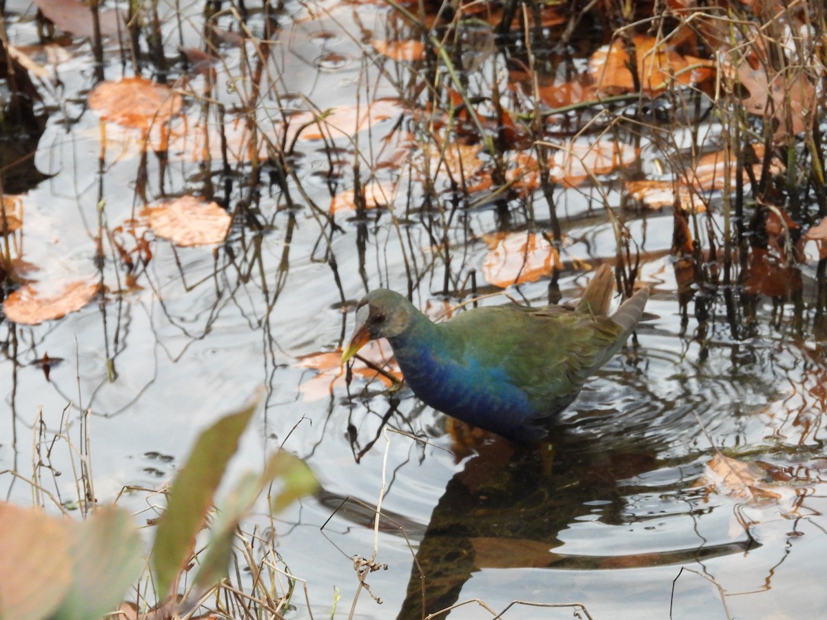 Малая султанка - ML645227983