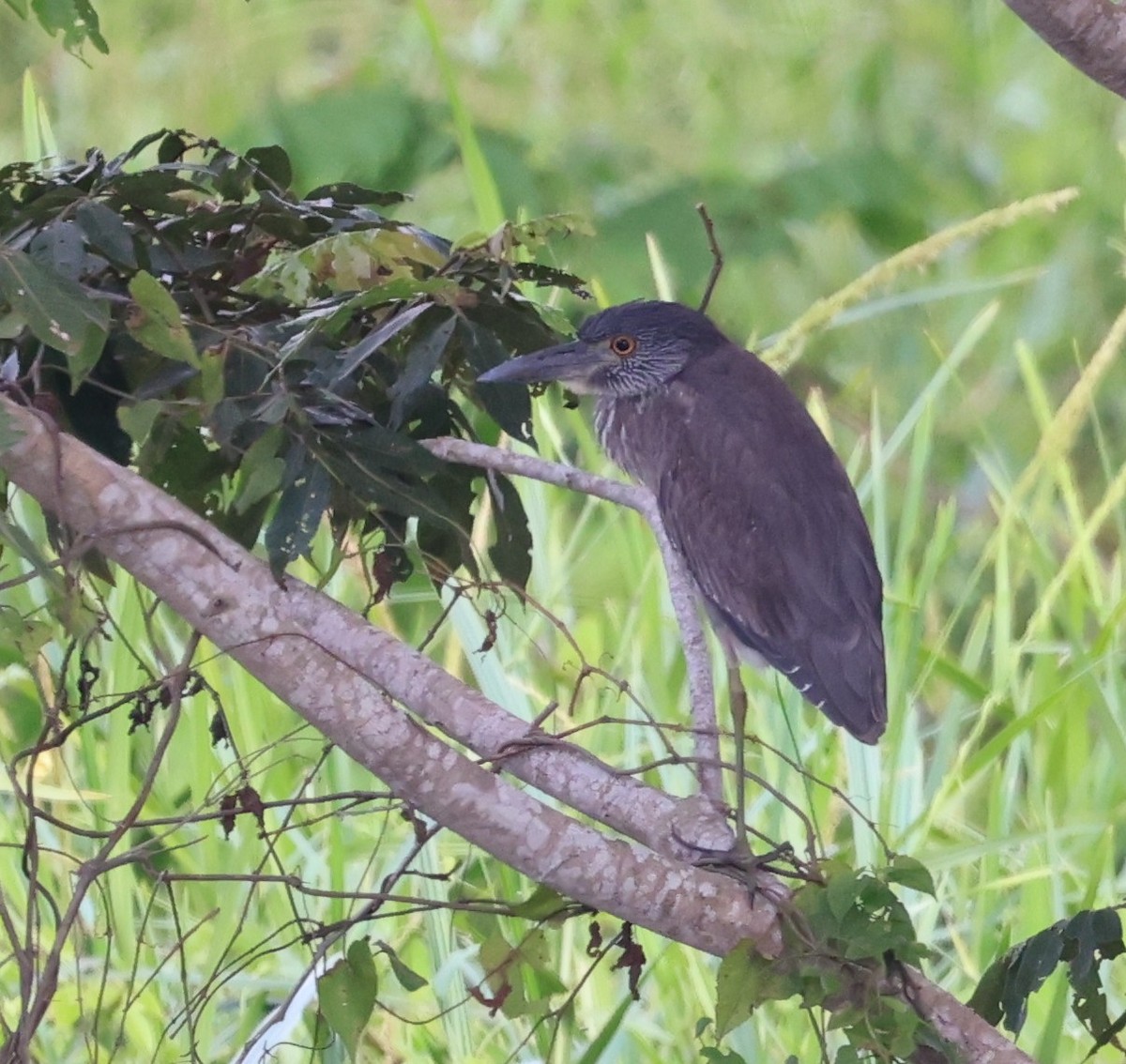 Квак чорногорлий - ML645227994