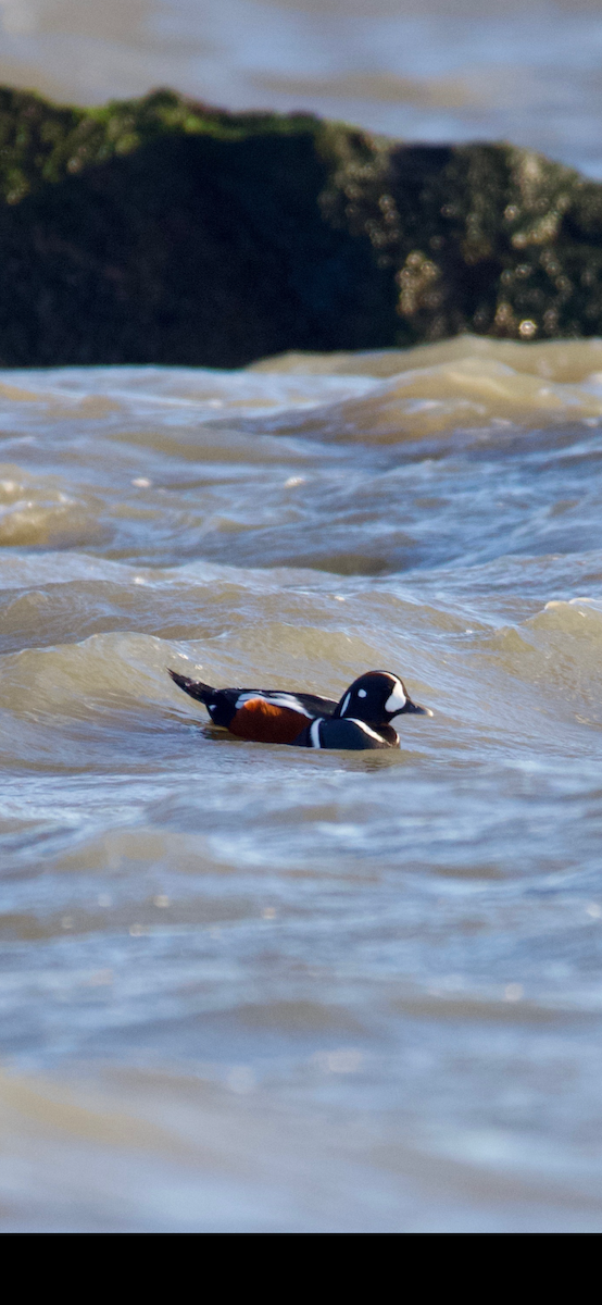 Harlequin Duck - ML645227995
