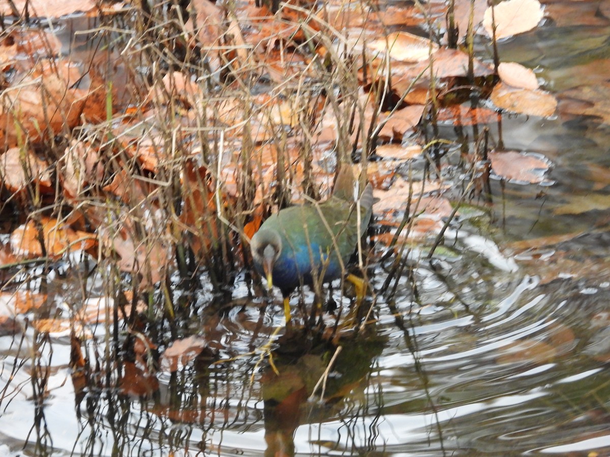 Малая султанка - ML645228012