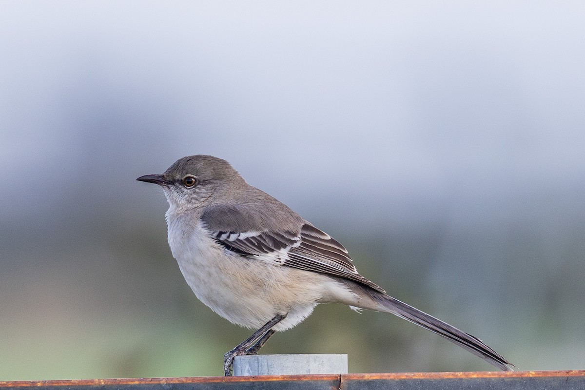 drozdec mnohohlasý - ML645228013