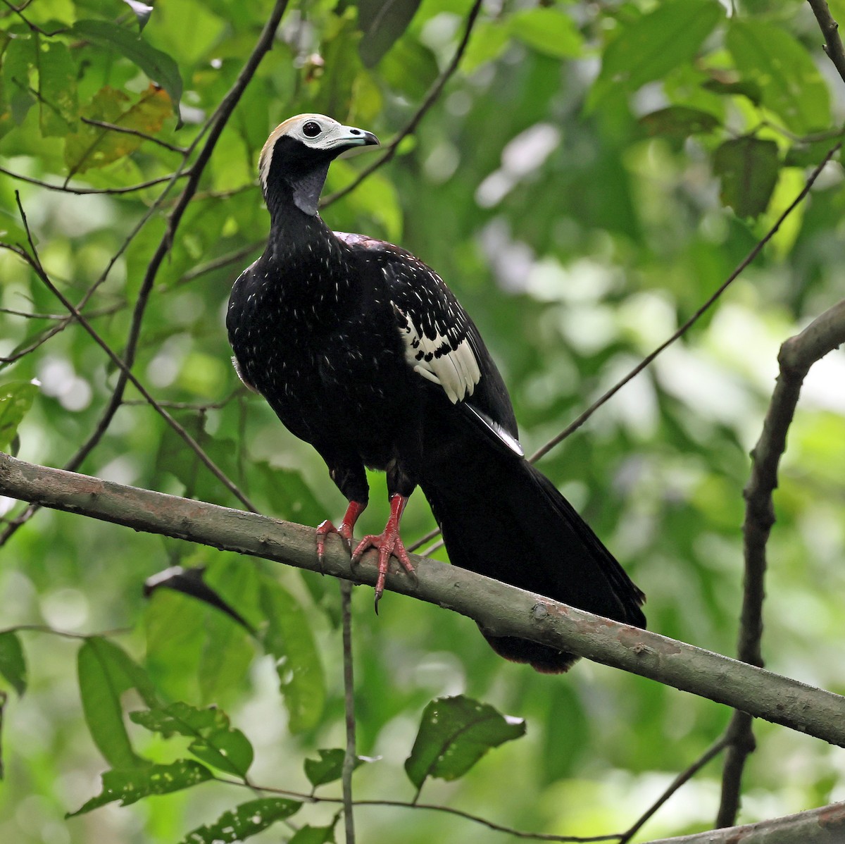 Blue-throated Piping-Guan - ML645228018