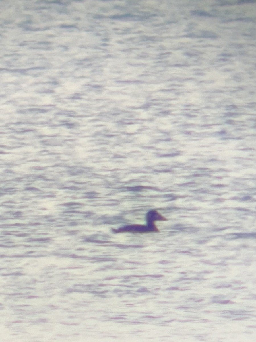 Surf Scoter - ML645228022