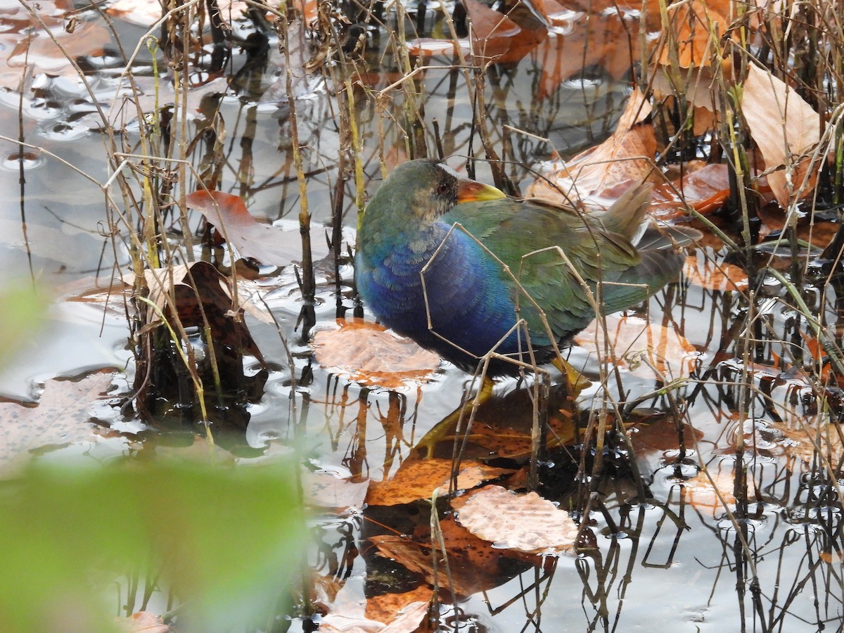 Малая султанка - ML645228025