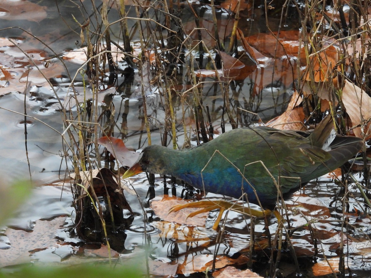 Малая султанка - ML645228032