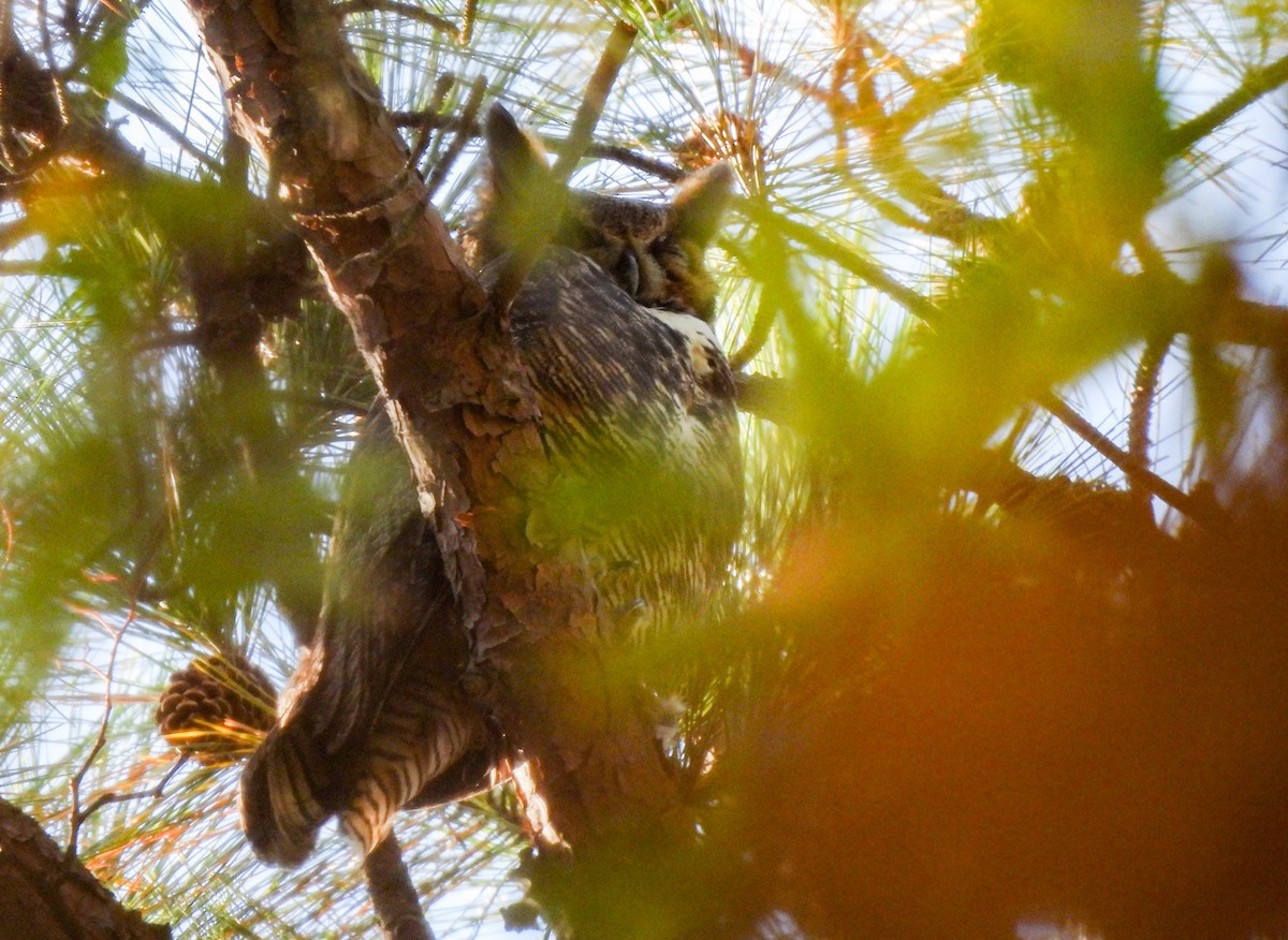 Great Horned Owl - ML645228041