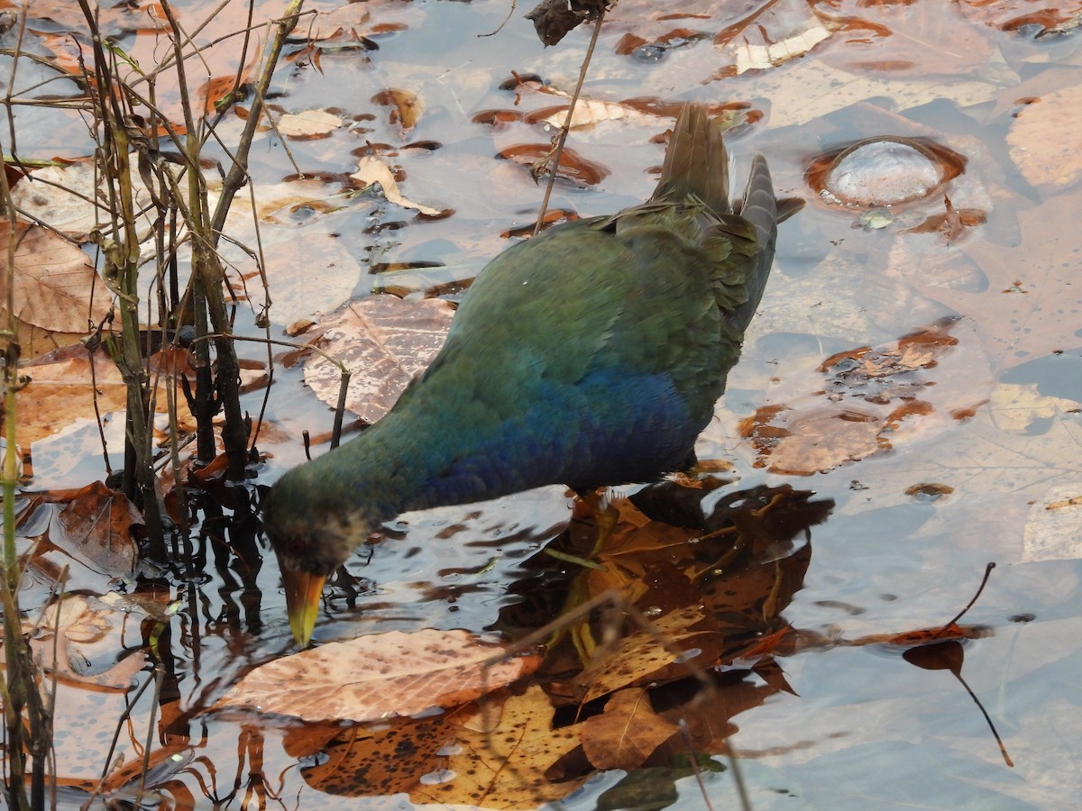 Малая султанка - ML645228044