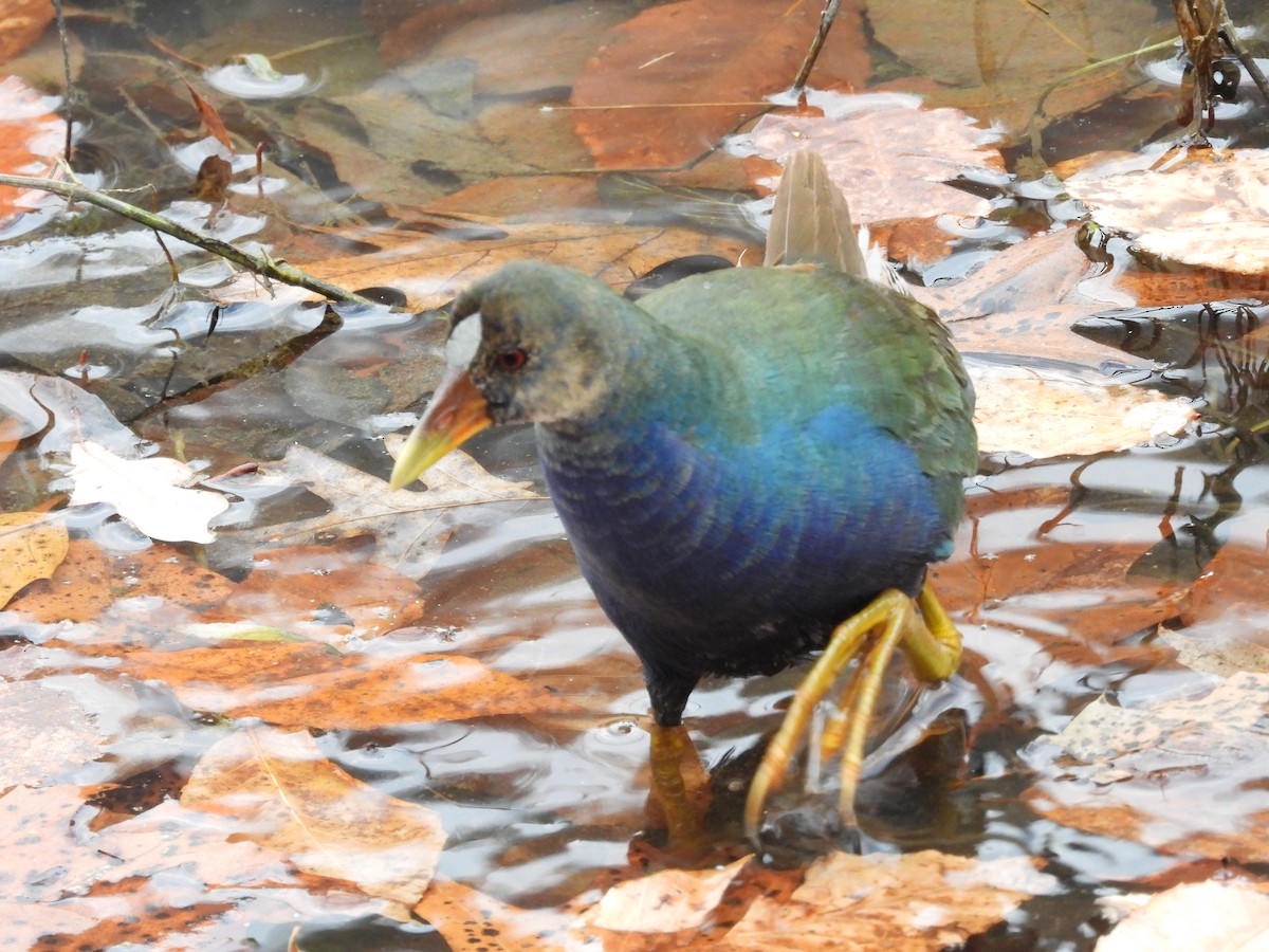 Малая султанка - ML645228048