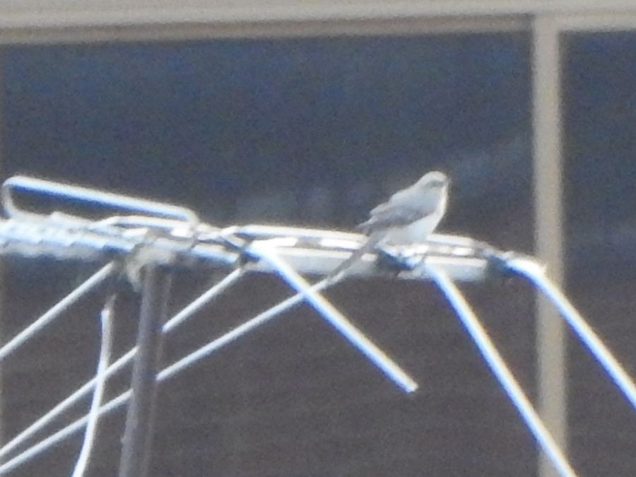 Tropikal Taklitçi - ML645228056