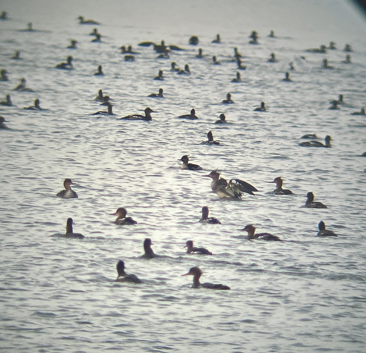 Red-breasted Merganser - ML645228060