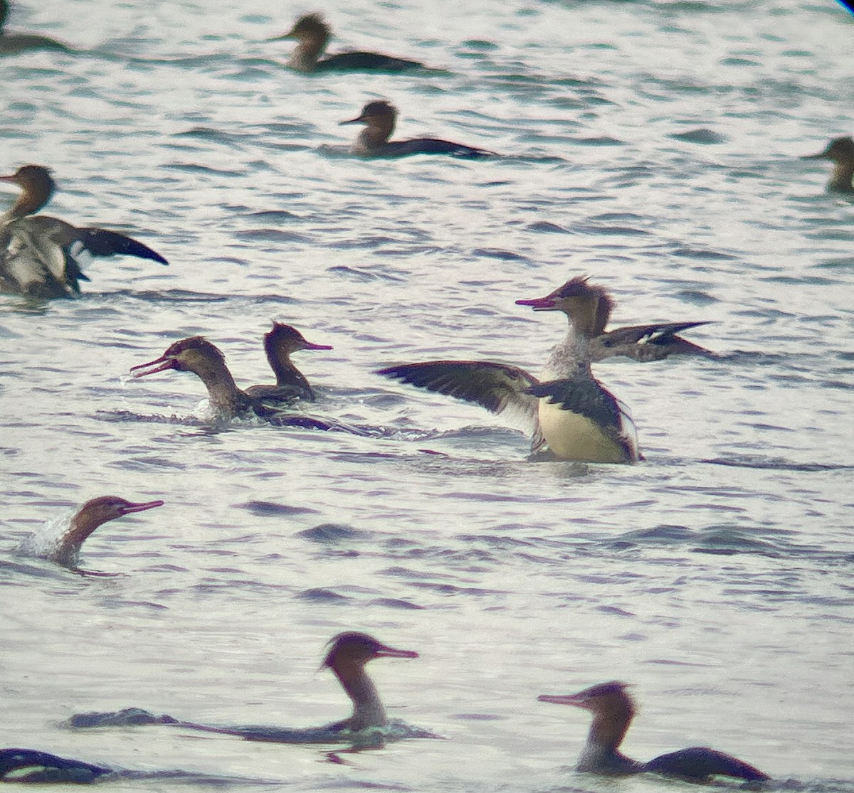 Red-breasted Merganser - ML645228061