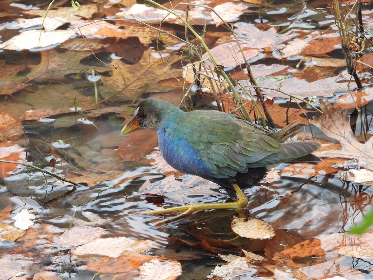 Малая султанка - ML645228063