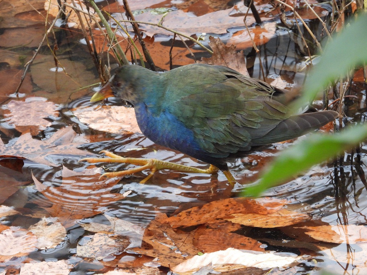 Малая султанка - ML645228072