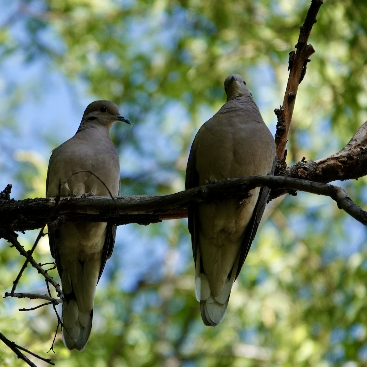 Eared Dove - ML645228094