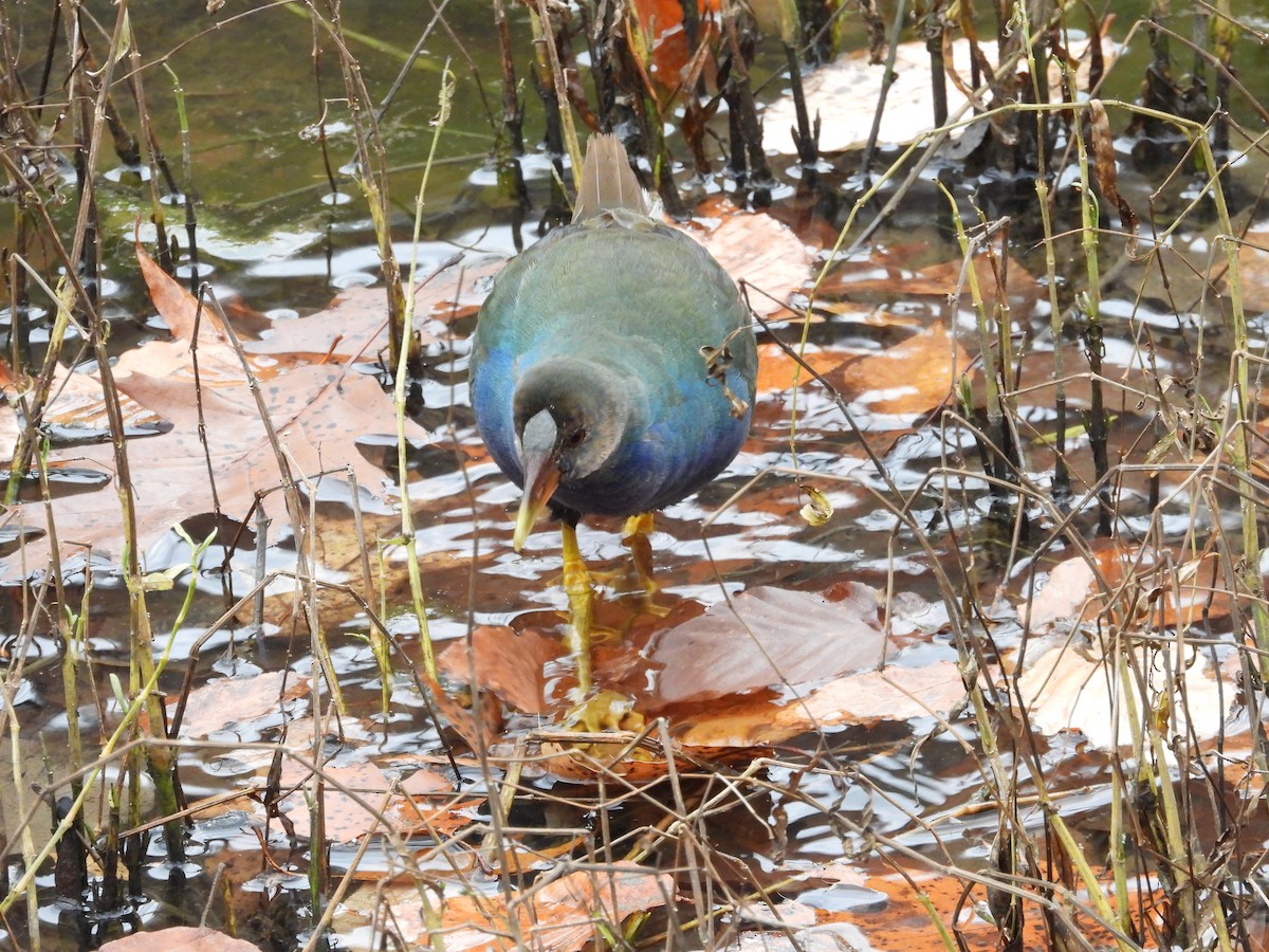 Малая султанка - ML645228097