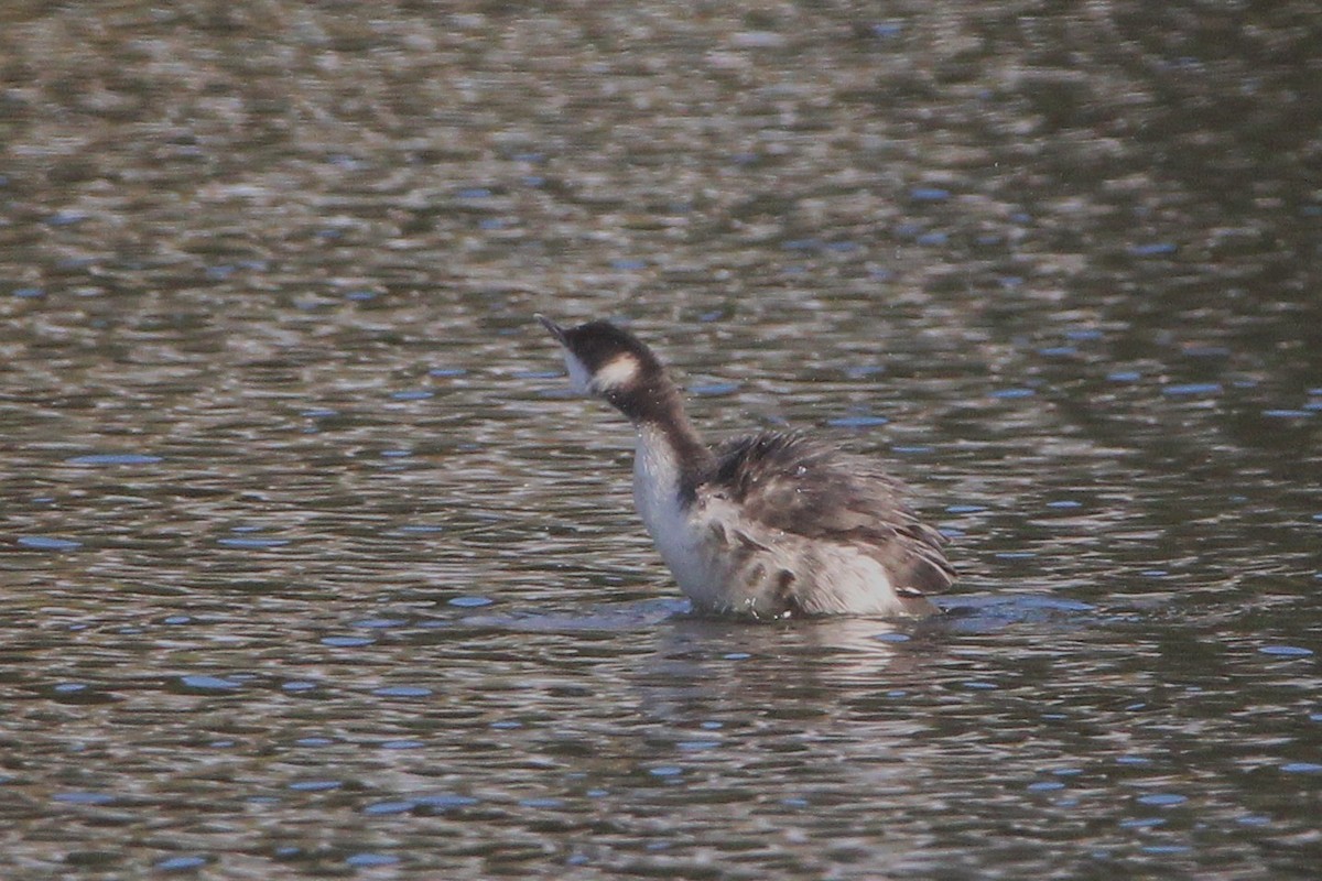 Txilinporta urrebelarria - ML645228098