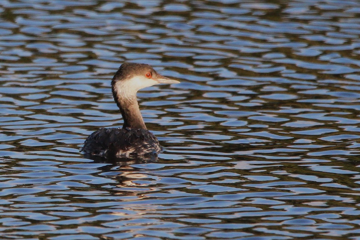 Txilinporta urrebelarria - ML645228099