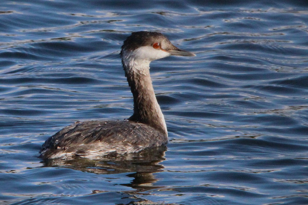 Txilinporta urrebelarria - ML645228100