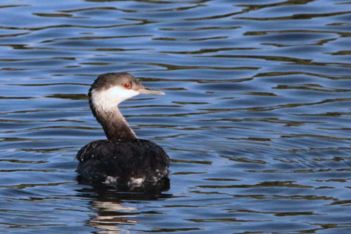 Txilinporta urrebelarria - ML645228101