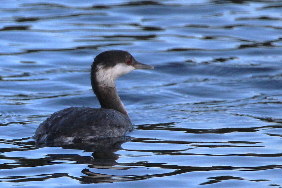 Txilinporta urrebelarria - ML645228102