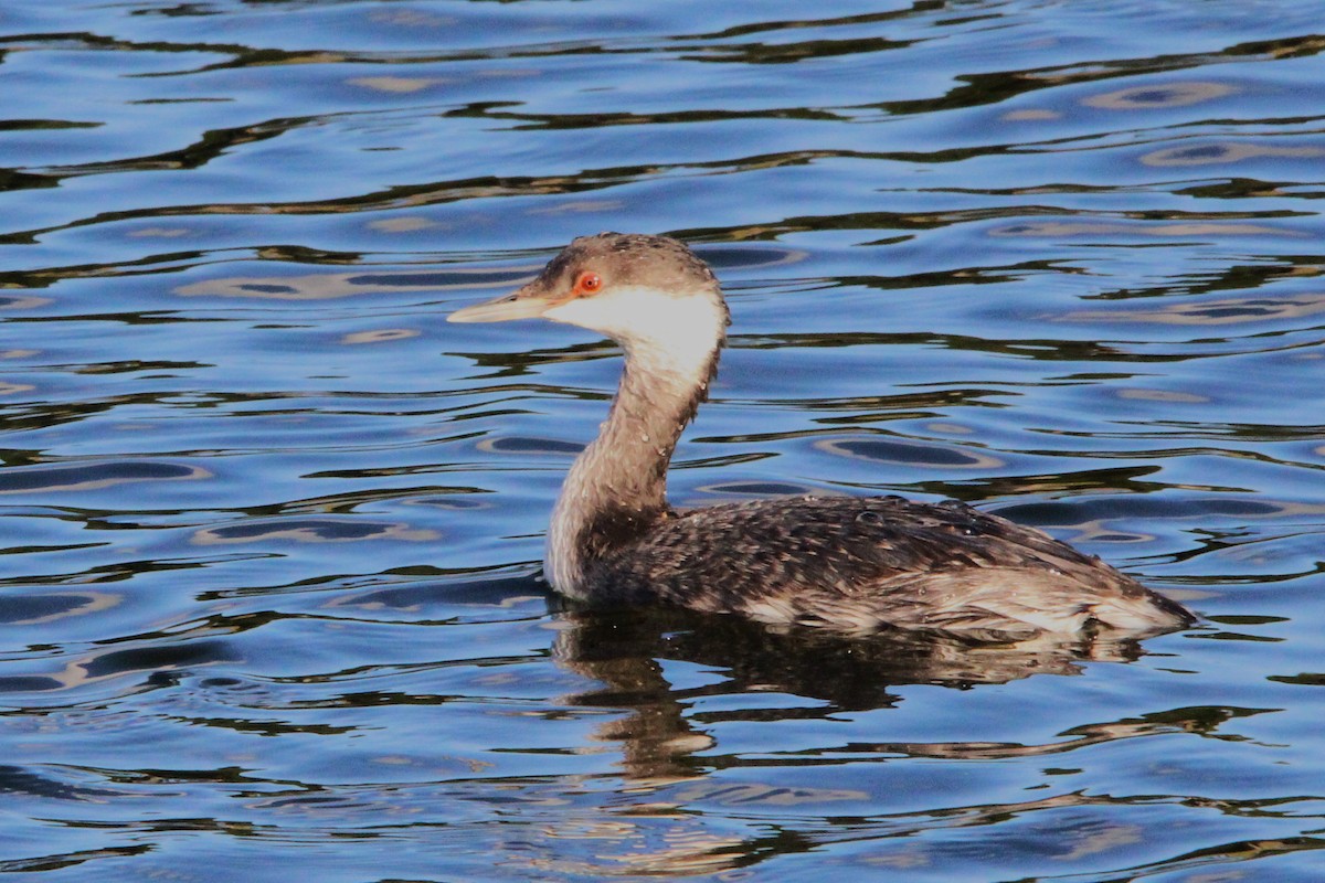 Txilinporta urrebelarria - ML645228103