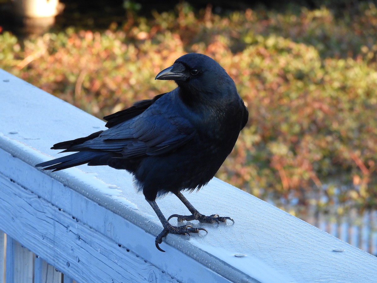 Balıkçı Karga - ML645228104