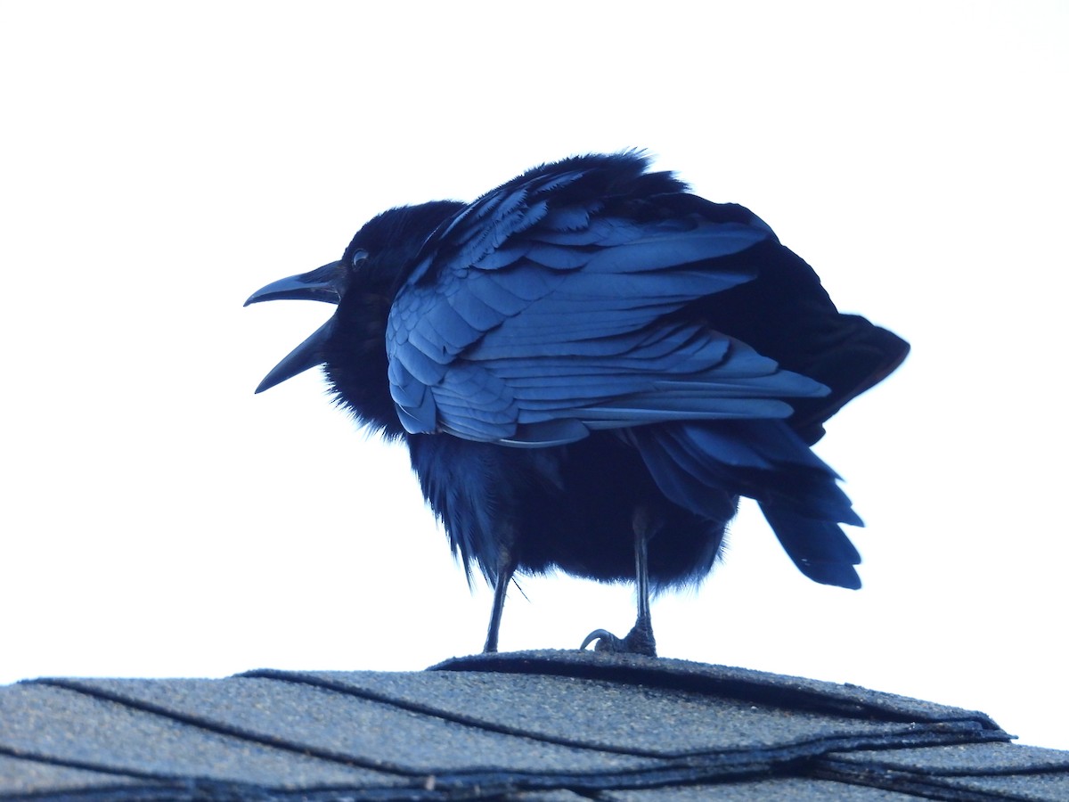 Balıkçı Karga - ML645228105