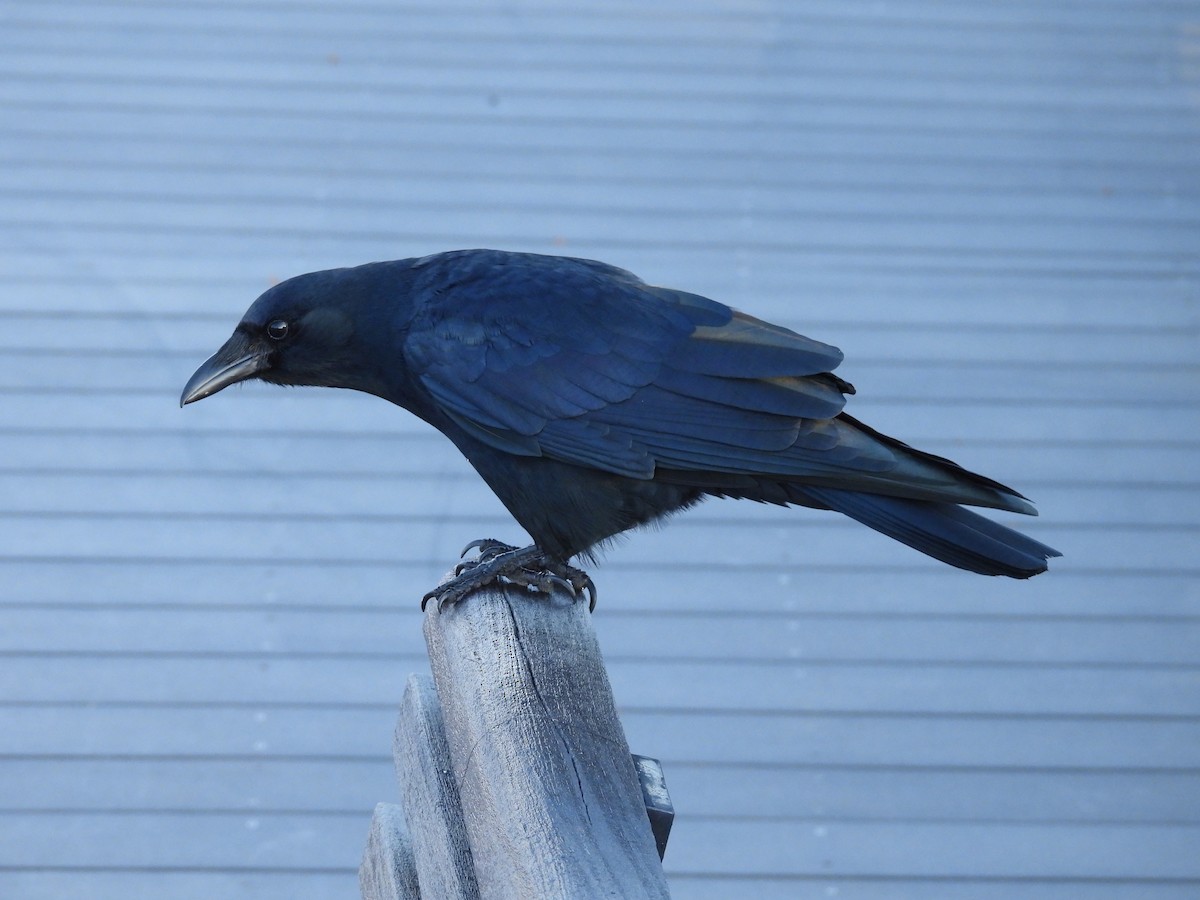 Balıkçı Karga - ML645228106