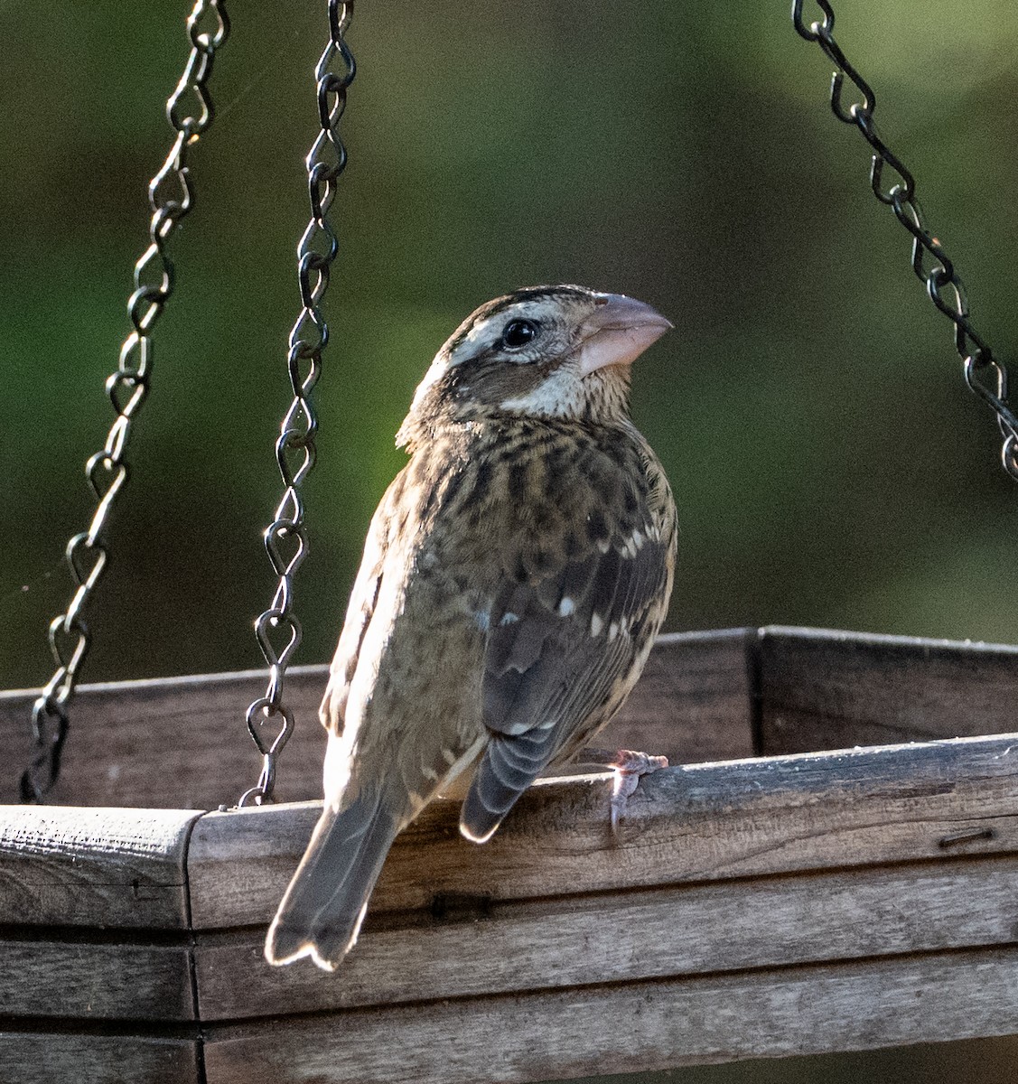 Rose-breasted Grosbeak - ML645228111