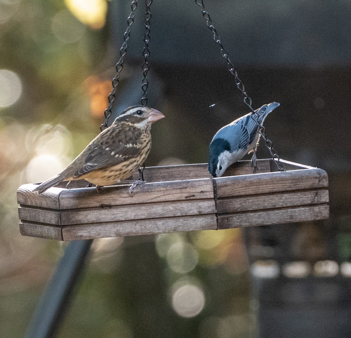 Rose-breasted Grosbeak - ML645228112